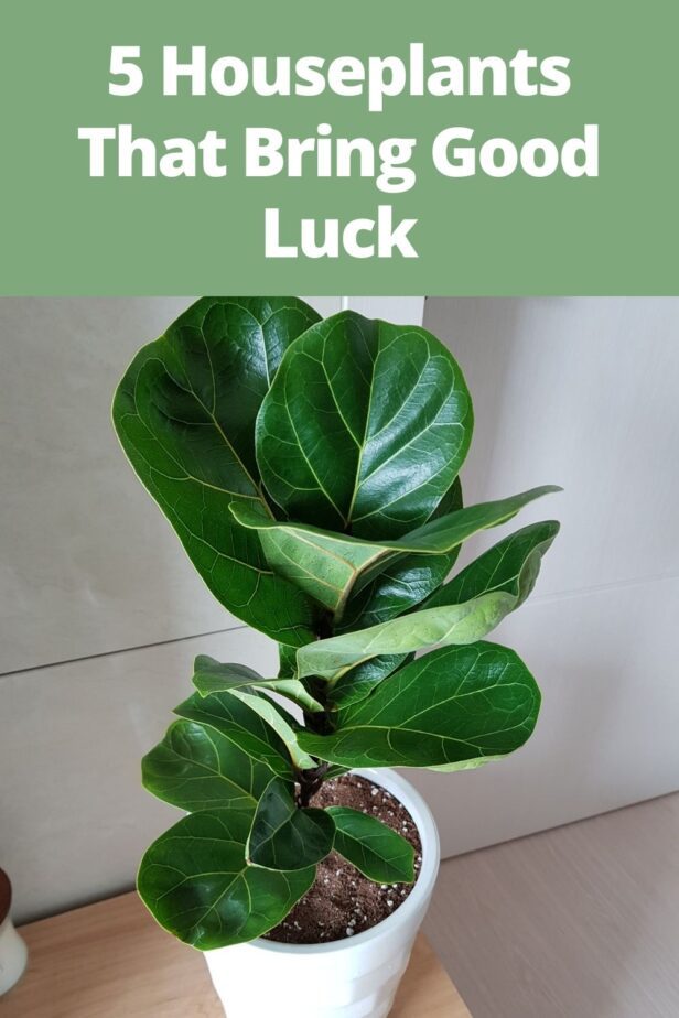 5 Houseplants That Bring Good Luck - Gardening Sun