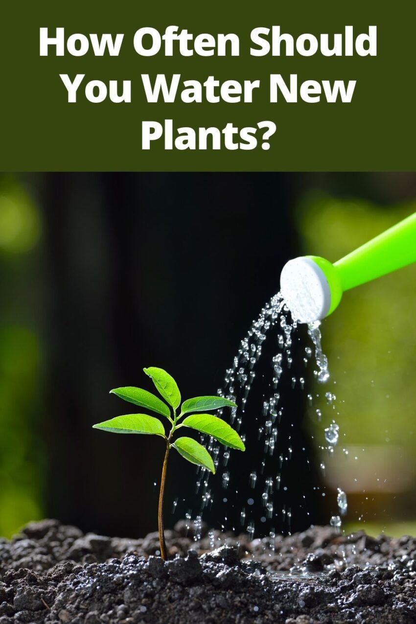 How Often Should You Water New Plants? Gardening Sun