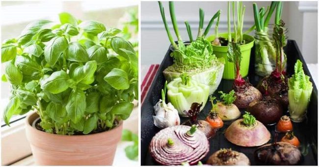 10 Plants That You Can Always Regrow From Kitchen Scraps Gardening Sun