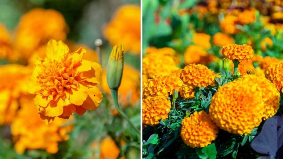 How To Grow Marigolds: The Easiest Way To Attract Butterflies ...