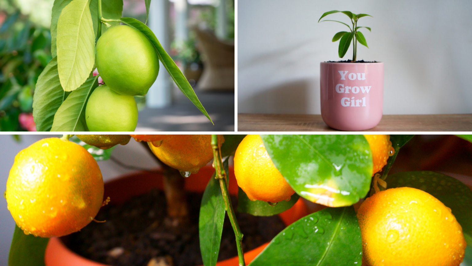 6 Exotic Fruits Easy to Grow Indoors Gardening Sun