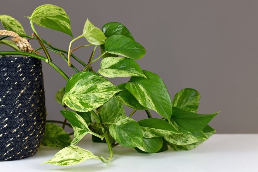 7 Popular Types Of Pothos For Your Home Gardening Sun