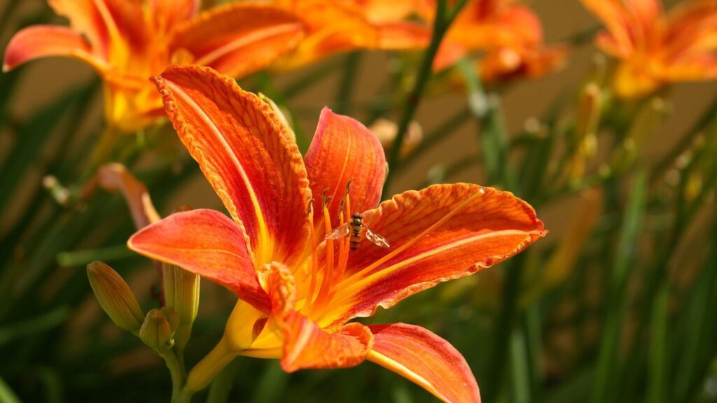 5 Tips For Growing And Caring For Daylilies - Gardening Sun