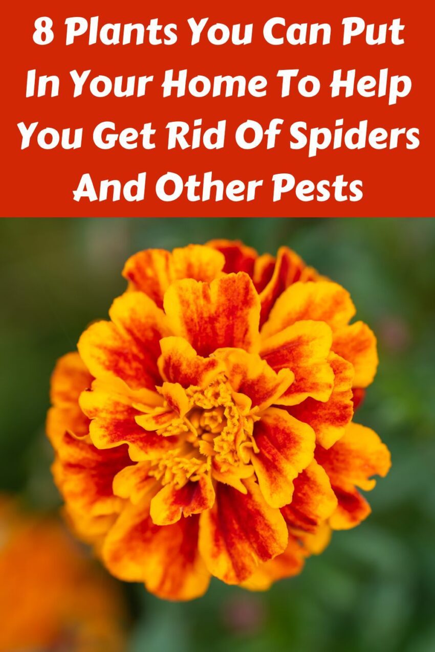 8 Plants You Can Put In Your Home To Help You Get Rid Of Spiders And