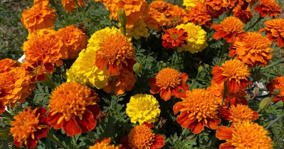 15 Reasons To Grow As Many Marigolds As You Can In Your Garden ...