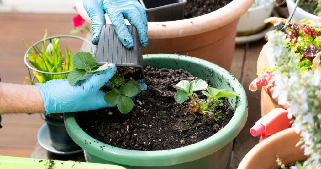 Transplanting Strawberries: A Complete Guide for Successful Garden ...