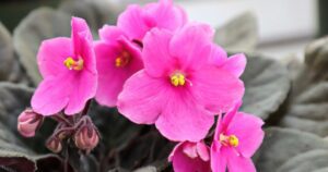7 African Violet Flowering Mistakes - Gardening Sun