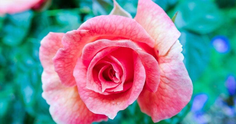 How to Plant Bare Root Roses for Cheap & Gorgeous Blooms - Gardening Sun