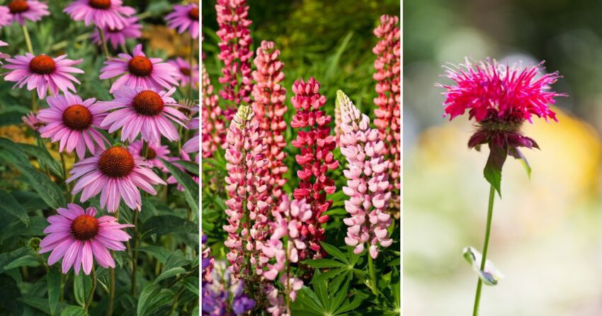 Perennial Seeds to Plant in Fall - Gardening Sun