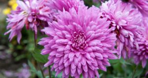 8 Perennials to Plant This Fall - Gardening Sun