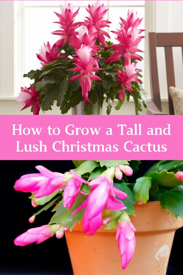 Growing a tall and lush Christmas cactus