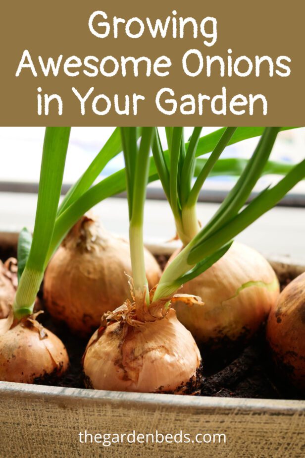 growing awesome onions in your garden